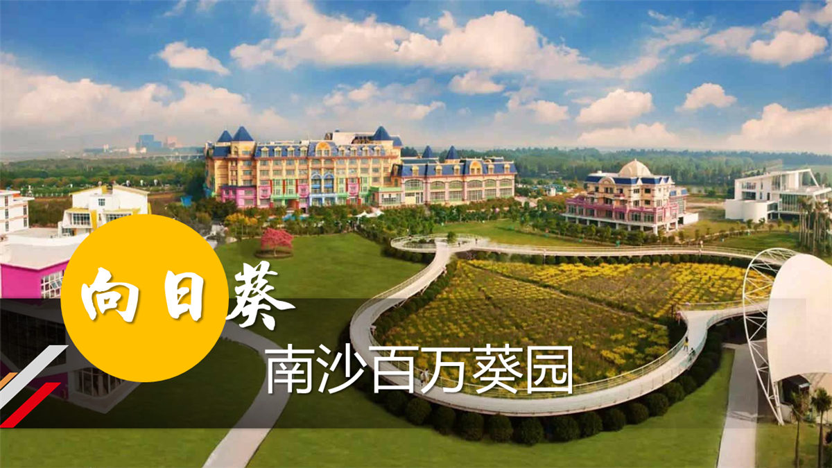 廣州南沙百萬葵園 廣州南沙百萬葵園